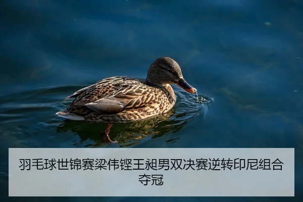 yu-mao-qiu-shi-jin-sai-liang-wei-keng-wang-chang-nan-shuang-jue-sai-ni-zhuan-yin-ni-zu-he-duo-guan-2-514.jpg